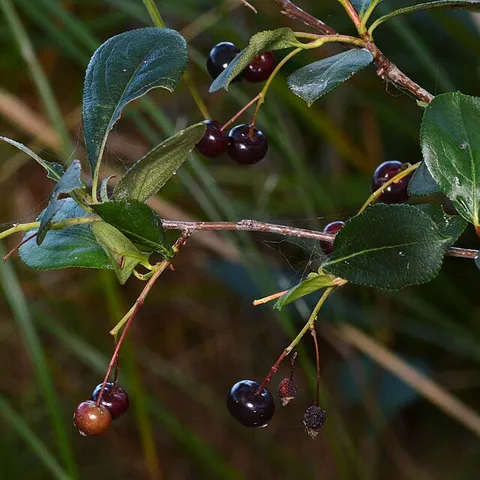 Photo du thé