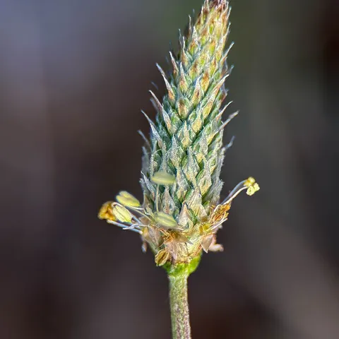 Photo du thé